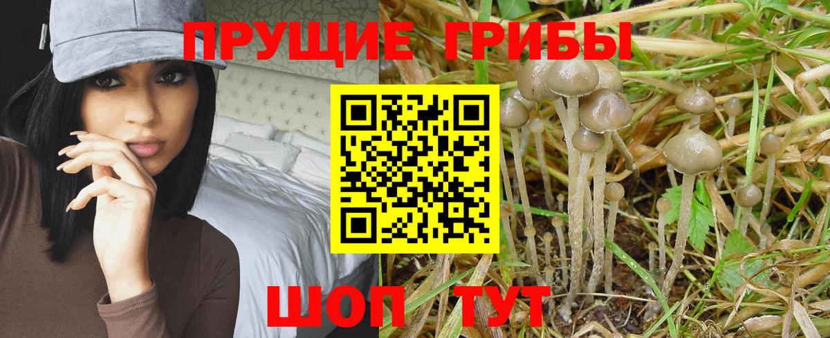 Ярославль  Псилоцибиновые грибы GOLDEN TEACHER  Вход с VPN 